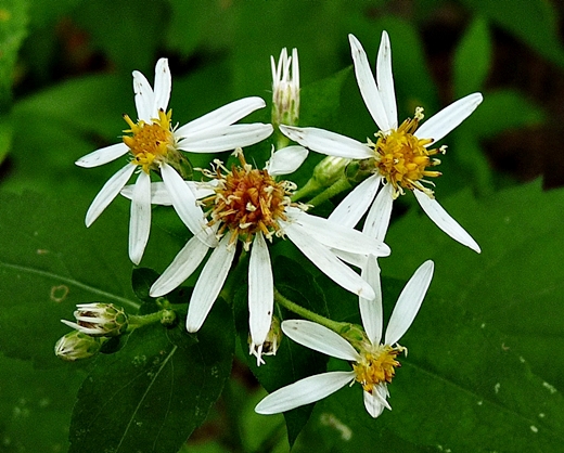 {Eurybia divaricata}